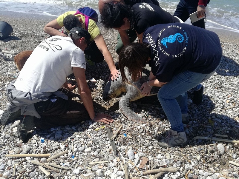 Tartaruga “Caretta caretta” arena a Pontecagnano, un battipagliese mobilita il web per salvarla