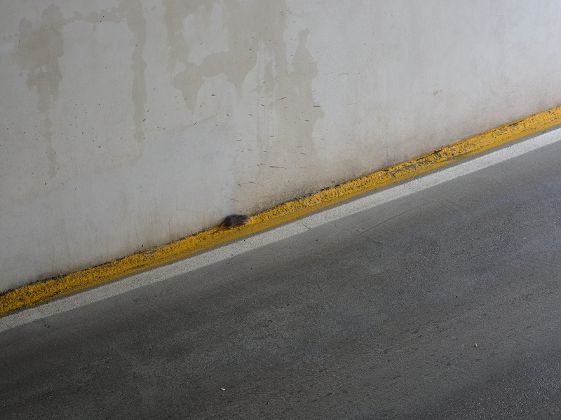 Battipaglia. Topi e spazzatura nel sottopasso. Ieri si era allagato