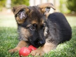 Se hai deciso di adottare un cucciolo allora devi sapere………..