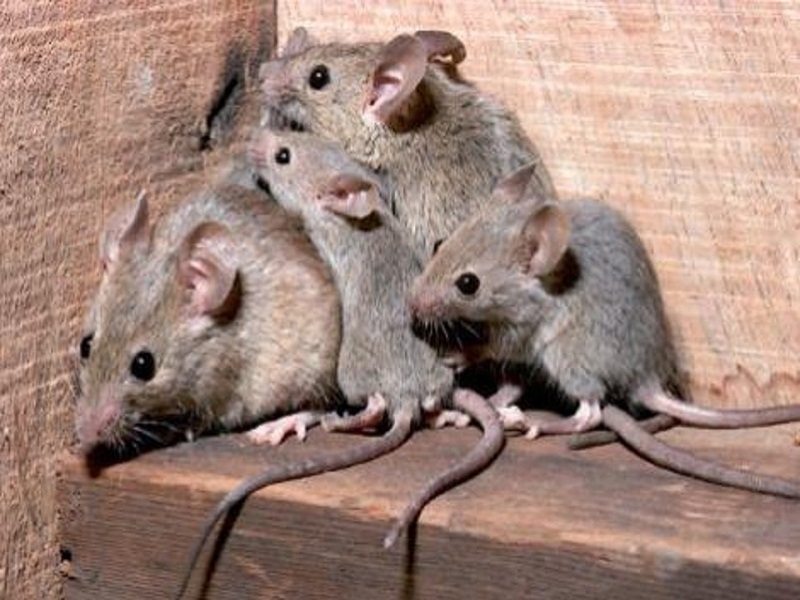 Battipaglia. Allarme topi all’Inps, dipendenti in stato di agitazione