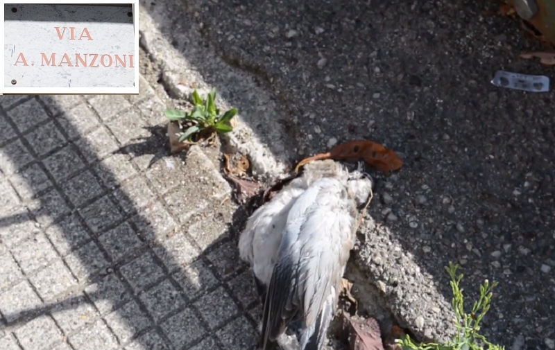 Battipaglia, “In giro per la città”. Via Manzoni -VIDEO-