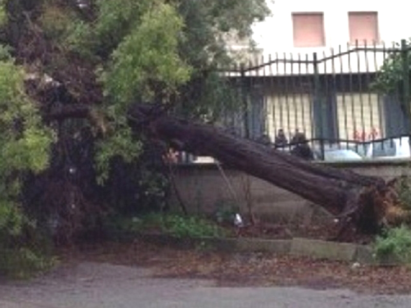 Battipaglia. Albero abbattuto dal maltempo nel cortile del “Besta-Gloriosi”