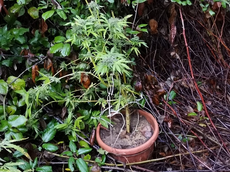 Nocera Inferiore: la Polizia sequestra venti piante di marijuana