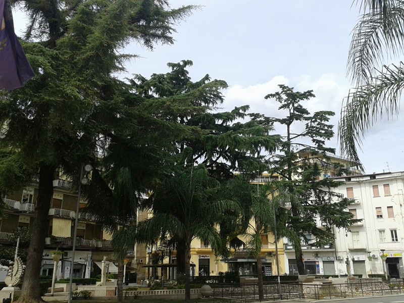 Battipaglia,verde pubblico abbandonato, gli alberi di Cedro sono tutti moribondi