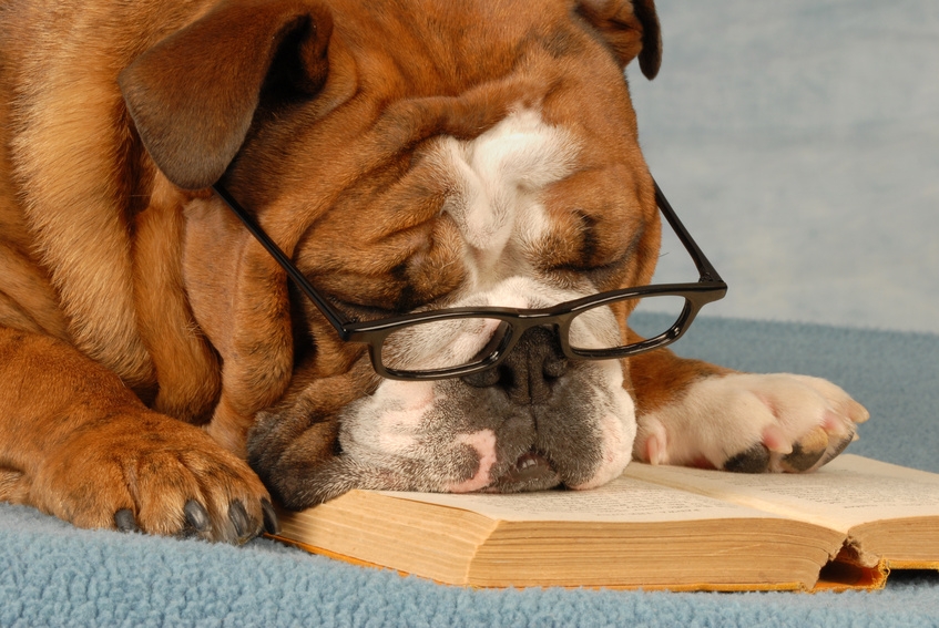 Il cane è dominante vero o falso?