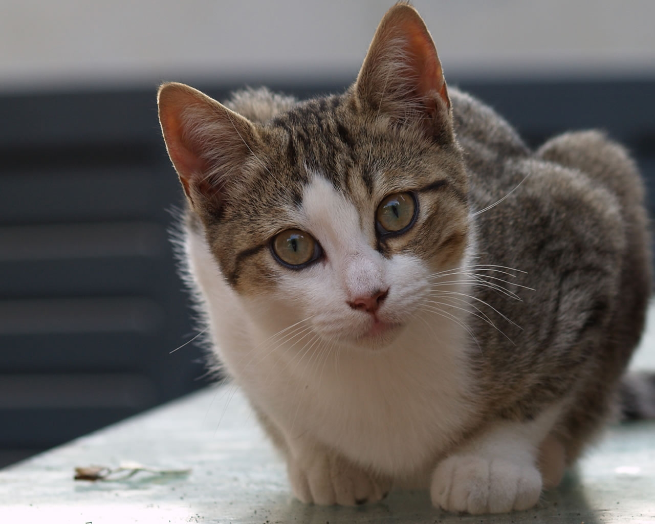 La toeletta del gatto non è solo pulizia