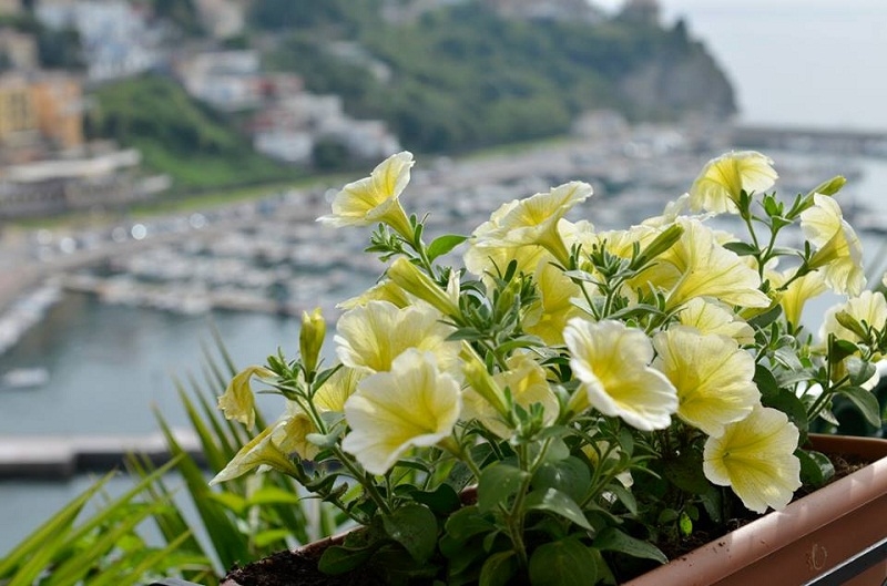 Agropoli. Domenica 19 marzo apertura del 2° concorso “Borgo in fiore”