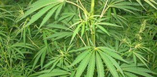 Mercato San Severino. Arrestato 40enne, coltivava 300 piante di marijuana e hashish