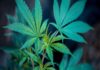 Agropoli. Spaccio di marijuana: arrestato 23enne del posto