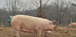 Battipaglia. Ordinanza sindacale. Suini, possono essere macellati massimo 4 per nucleo familiare.