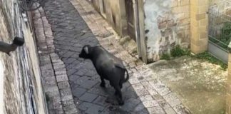 Caserta. Toro fugge da un macello, panico per strada. Abbattuto dai carabinieri.