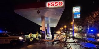 Battipaglia. Maltempo, albero si schianta sulla SS19. Per fortuna nessun ferito