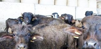 Giungano. Allevamento zootecnico abusivo, confiscato il bestiame e denunciato il titolare