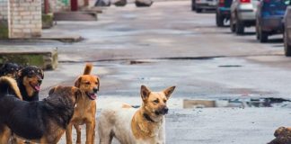 Battipaglia. Cani randagi, nelle more della nuova gara, servizio prorogato alla IGUAZU