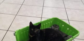Battipaglia. Comune, fondi per contrastare il maltrattamento di cani e gatti