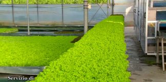 Battipaglia. Del Grosso: primi in Europa per rucola della piana del Sele (Video)