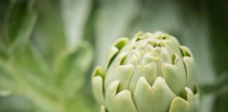 Auletta. Inaugurata l’XI edizione di “Bianco Tanagro”