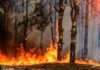 Agropoli. Prevenzione rischio incendi boschivi: emanata l’ordinanza