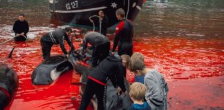 Isole Faroe, massacrati 1.500 delfini nella barbara pratica della Grindadrap