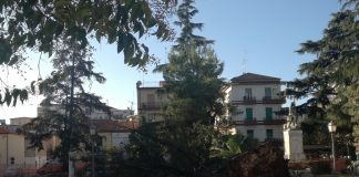 Battipaglia. L’incuria abbatte un altro albero in Piazza della Repubblica (vedi foto)