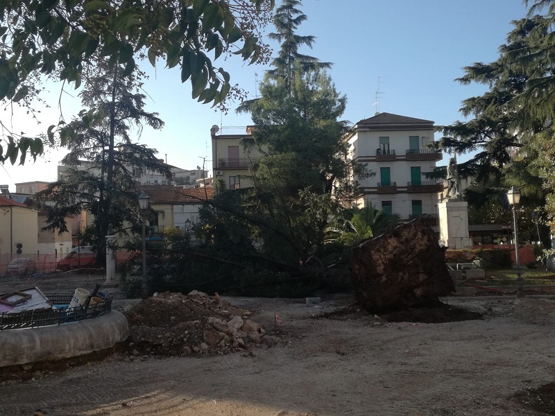 Battipaglia. L'incuria abbatte un altro albero in Piazza della ...