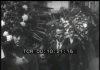 Battipaglia. I morti della rivolta del 1969, filmato dell’epoca – archivio del movimento operaio democratico – (Video)