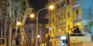 San Marzano Sul Sarno. 38 alberi abbattuti, l’opposizione chiede un consiglio monotematico