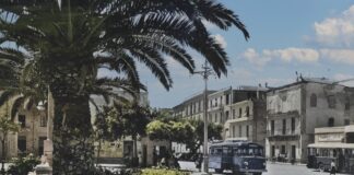 Battipaglia. Contro il taglio degli alberi, domani raccolta firme del Collettivo La Fronda