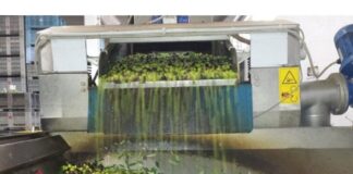 Ceraso. Furto in un frantoio: rubati 10 quintali di olio biologico