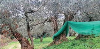 Giallo ad Albanella, trovato morto nell’uliveto: non è stato un suicidio uliveto albanella giuseppe gaudiano