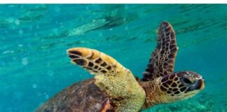 Pioppi. Museo Vivo del Mare: al via il monitoraggio dei nidi di tartaruga Caretta Caretta