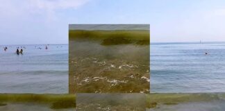 Battipaglia. Acque del mare giallastre, Radici e Valori accusa d’inerzia l’Amministrazione