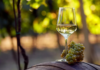 Castel San Lorenzo. Tutto pronto per la XXIX edizione della Festa del Vino D.O.P.