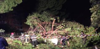 Rischio caduta alberi in Viale della Libertà, incaricato agronomo per controllo stabilità