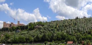 Battipaglia. Alberi Custodi, sarà piantato un cipresso toscano per ogni vittima di Covid