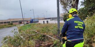 Battipaglia. Alberi a rischio caduta, il Comune taglia 3 Cipressi nel cimitero