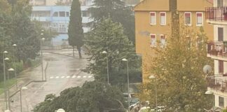 Battipaglia. Via Etruria, il maltempo abbatte l’ennesimo albero