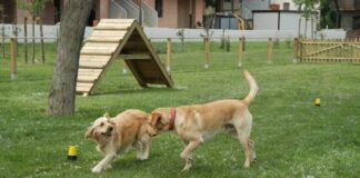 Battipaglia. Aree di sgambamento per cani, avviso del Comune deserto. Annullata la procedura