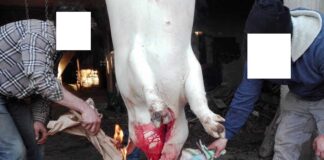 Battipaglia. Macellazione domestica, si possono uccidere solo 4 maiali e 6 ovi-caprini (vedi avviso comunale)
