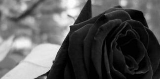 Battipaglia. Lutto, è passata a miglior vita all’età di 69 anni Annamaria Galdi