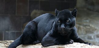 Battipaglia – Eboli. Avvistato sulla collina un grosso felino nero, forse una pantera. Il dott. Manna:”Non sono un visionario”