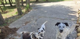 Battipaglia. Il Comune affida un’area di sgambamento per cani, oggi scade il termine per presentare la domanda