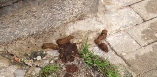 Battipaglia. Città ricoperta dalle deiezioni canine, protestano i cittadini (video)