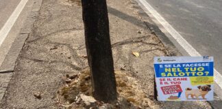 Battipaglia. 2^ commissione consiliare convocata per discutere di regolamento dell’igiene urbana, randagismo e deiezioni canine