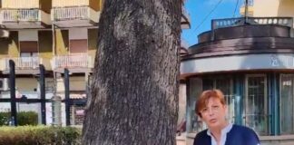 Battipaglia. Piazza A. Moro, domani mattina alle 7 sarà tagliato il Cedrus Deodara