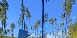 Altavilla Silentina (Sa). Tagliano alberi, i Carabinieri denunciano i responsabili e sequestrano 23 ettari di bosco
