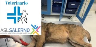 Battipaglia. Veterinario Asl, da lunedì al via la sterilizzazioni e microchippatura degli animali vaganti