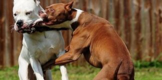 Eboli. Bimbo di 15 mesi ammazzato da due pitbull, Earth: “C’ è bisogno dell’obbligo del patentino per i proprietari dei cani”