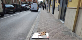 Battipaglia. Gatto morto in via De Nicola, i residenti chiedono la rimozione della carcassa