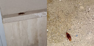 Battipaglia. Via Verga e via Foscolo invasa dalle blatte: protestano i residenti